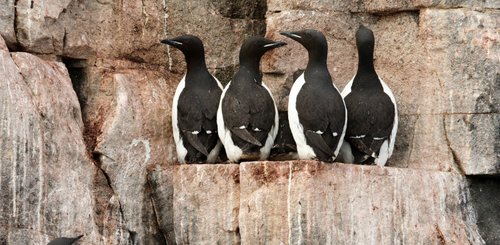 Birdlife_Svalbard_©_Poseidon_Expeditions