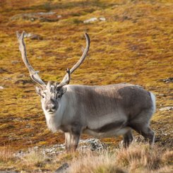 Svalbard_Reindeer_Spitsbergen_©_Erwin_Vermeulen_Oceanwide_Expeditions