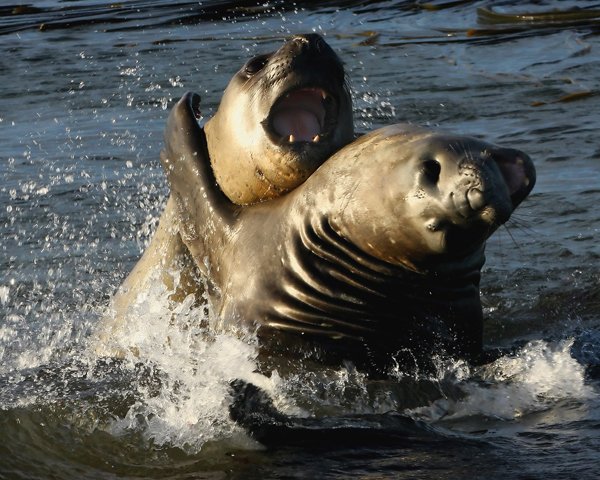 Sea_Lions_©_Falkland_Island_Holidays