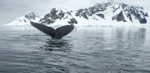 Whale_Anvers_Island_Antarctica_©_Aurora_Expeditons_Derek_Oyen