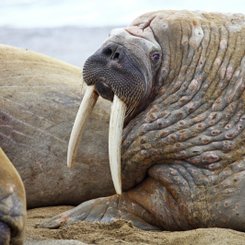 Walrus_family_Franz_Josef_Land_©_Oceanwide_Expeditions