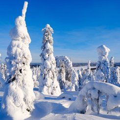 Schnee_Baeume_Finnland_Lappland_©_Martin_Zwick_Naturfotografie