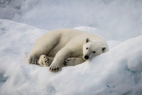 Polar_Bear_Svalbard_©_Dietmar_Denger_Poseidon_Expeditions