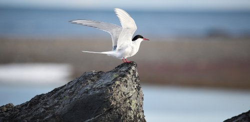 Arctic_Tern_Svalbard_©_Poseidon_Expeditions