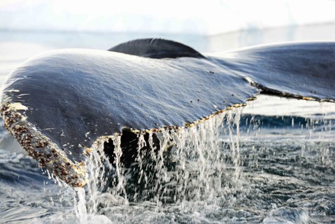 Humback_Whale_Wilhelmina_Bay_Antarctica_©_Gary_Miller_Oceanwide_Expeditions