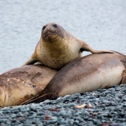 Antarctic_Sea_Elephants_©_Holger_Leue_Poseidon_Expeditions