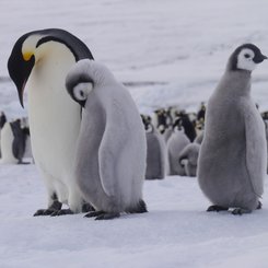 Emperor_Penguins_Snow_Hill_Island_Weddell_Sea_©_Sebastiaan_Schijf_Oceanwide_Expeditions