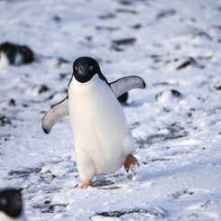 Horseshoe_Island_Antarctica_©_Tim_Bieber_Oceanwide_Expeditions