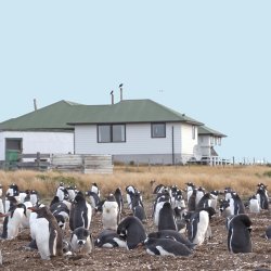 Eselspinguine_Sea_Lion_Lodge_Falkland_©_Sea_Lion_Lodge