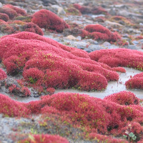 Cape_Flora_Franz_Josef_Land_©_Andrey_Volkov_Oceanwide_Expeditions