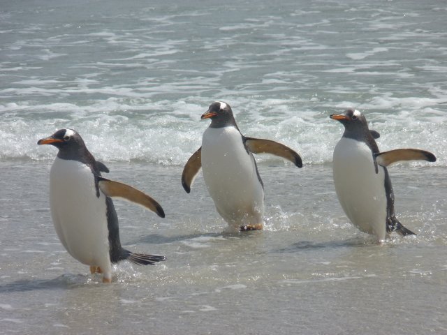 Eselspinguine_Pebble_Falkland_©_Juergen_Stock_Auf_Kurs_Inselreisen