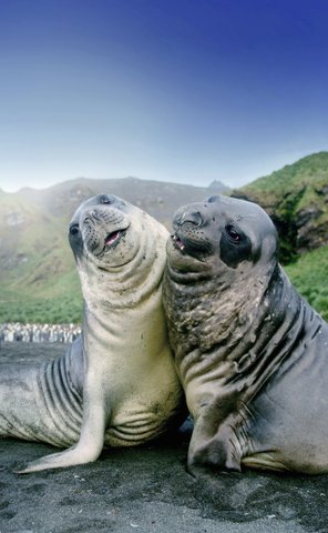 Elephant_Seals_3_South_Georgia_©_John_Bozinov_Poseidon_Expeditions