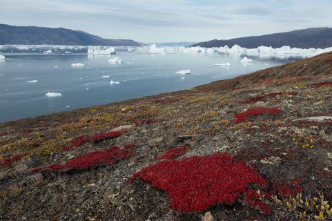 East_Greenland_Landscape_©_Anthony_Smith_Poseidon_Expeditions