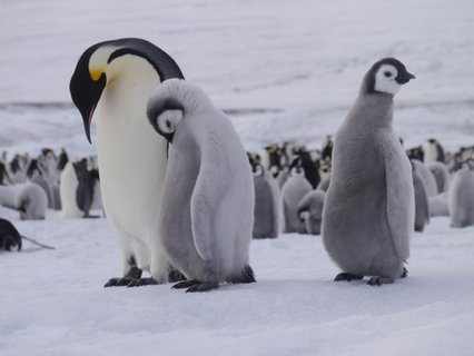 Emperor_Penguins_Snow_Hill_Island_Weddell_Sea_©_Sebastiaan_Schijf_Oceanwide_Expeditions