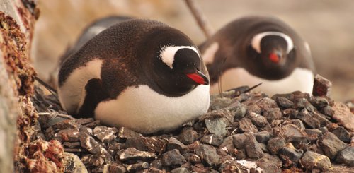 Gentoo_Penguin_Antarctica_©_Antarpply_Expeditions