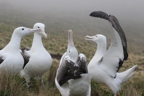 Albatrosses_Sub_Antarctic_Islands_©_Heritage_Expeditions