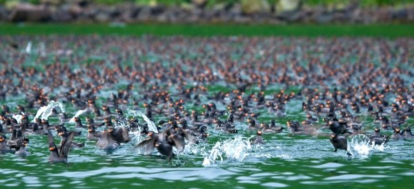 Russias_Ring_of_Fire_Auklets_©_G_Breton_Heritage_Expeditions