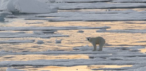 Polar_Bear_©_Sara_Jenner_Oceanwide_Expeditions