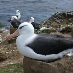 Nesting_Blacked_Browed_Albatros_Dunbar_©_Falkland_Island_Holidays