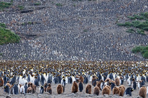 King_Penguins_South_Georgia_©_Martin_van_Lokven_Oceanwide_Expeditions