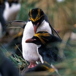 Suedgeorgien_Falkland_Islands_Macaroni_Penguins_©_John_Bozinov_Poseidon_Expeditions