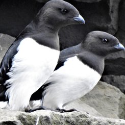 Little_Auk_Brilletarnet_Jan_Mayen_North_Atlantic_©_Anette_Bertich_Oceanwide_Expeditions