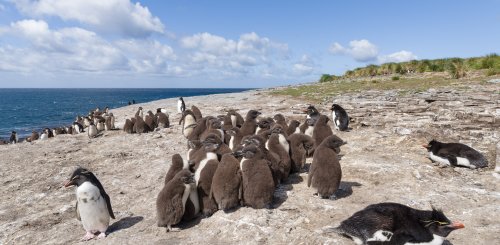 Rockhopper_Falkland_Inseln_2017_©_Martin_Zwick_Naturfoto