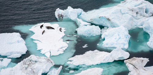 Crabeater_Seals_on_floating_ice_Devil_Island_Weddell_Sea_Antarctica_©_Aurora_Expeditons_Michael_Baynes