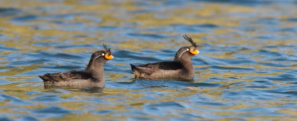 Russias_Ring_of_Fire_Auklets_©_A_Riley_Heritage_Expeditions