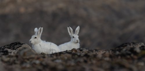 Arctic_Hare_©_Sara_Jenner_Oceanwide_Expeditions