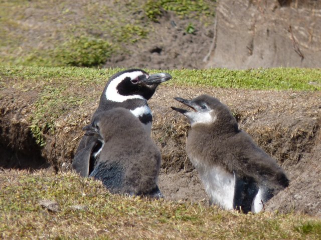 Magellanpinguine_Bleaker_Falkland_©_Juergen_Stock_Auf_Kurs_Inselreisen