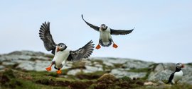 Puffins_© _Anthony_Smith_Poseidon_Expeditions