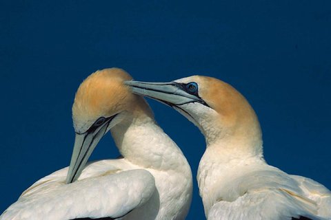 Gannets_North_Atlantic_©_Rinie_van_Meurs_Oceanwide_Expeditions