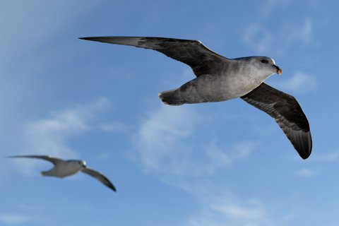 Franz_Josef_Land_Sea_Birds_©_Poseidon_Expeditions