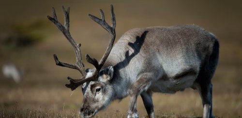 Reindeer_Svalbard_©_Anthony_Smith_Poseidon_Expeditions