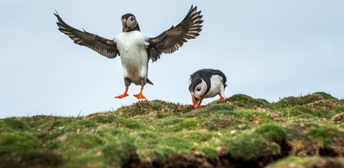 Puffins_©_Anthony_Smith_Poseidon_Expeditions