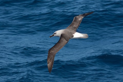 Grey_headed_Albatross_©_Troels_Jacobsen_Oceanwide_Expeditions