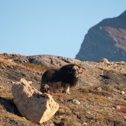 Musk_Oxen_Greenland_©_Erwin_Vermeulen_Oceanwide_Expeditions