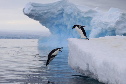 Adelie_Penguins_Antarctica_©_K_Ovsyanikova_Heritage_Expeditions