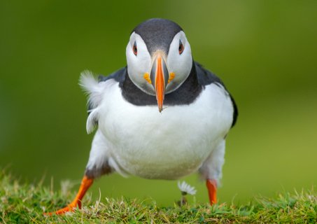 Puffin_1_Shetland_Inseln_©_Martin_Zwick_Naturfotografie