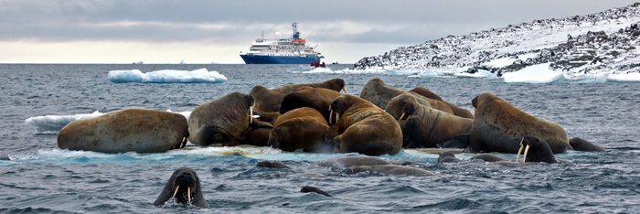 Walrus_Franz_Josef_Land_©_John_Bozinov_Poseidon_Expeditions