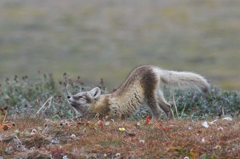 Polar_Fox_Wrangel_Island_©_K_Ovsyanikova_Heritage_Expeditions