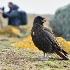 Striated_Caracara_Saunders_Island_Falkland_Islands_©_Martin_van_Lokven_Oceanwide_Expeditions