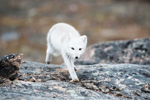 East_Greenland_Polar_Fox_©_Anthony_Smith_Poseidon_Expeditions