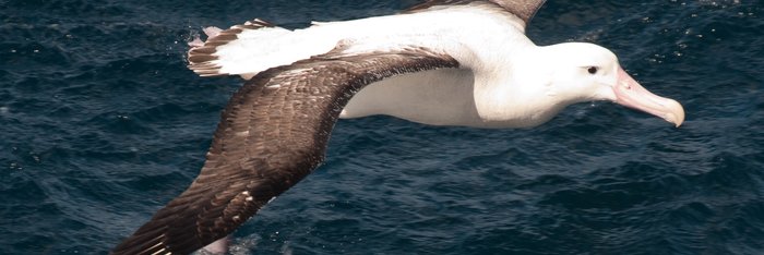 Wandering_Albatros_Atlantic_Odyssey_©_Erwin_Vermeulen_Oceanwide_Expeditions