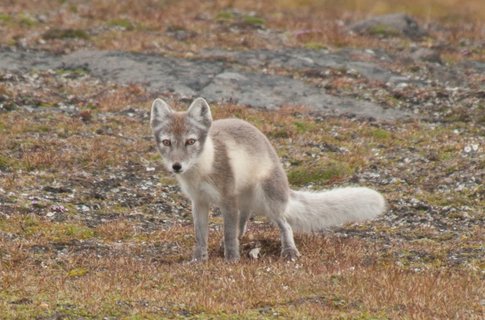 Arctic_Fox_Spitsbergen_©_Erwin_Vermeulen_Oceanwide_Expeditions