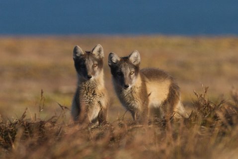 Polar_Fox_Wrangel_Island_©_K_Ovsyanikova_Heritage_Expeditions