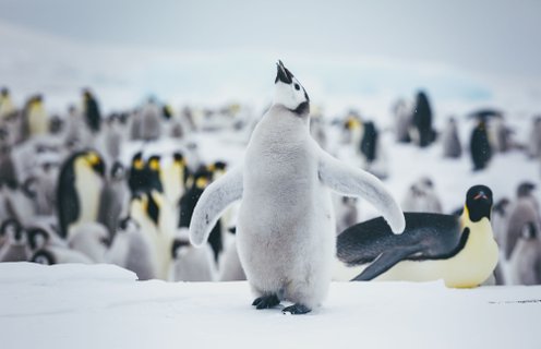 Emperor Penguins Snow Hill_©_David_Merron_Quark_Expeditions