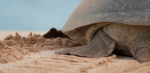 Green_Turtle_Ascension_Island_Atlantic_Odyssey_©_Troels_Jacobsen_Oceanwide_Exeditions