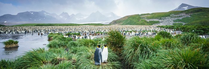 Salisbury_Plain_South_Georgia_©_Dietmar_Denger_Oceanwide_Expeditions